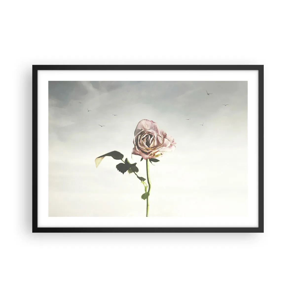 Poster in einem schwarzem Rahmen - Eine zarte Rose vor einem hellen Himmel mit fliegenden Vögeln - 70x50cm - Begrüßung des Frühlings - Moderne Wanddekoration für Wohnzimmer und Schlafzimmer ARTTOR