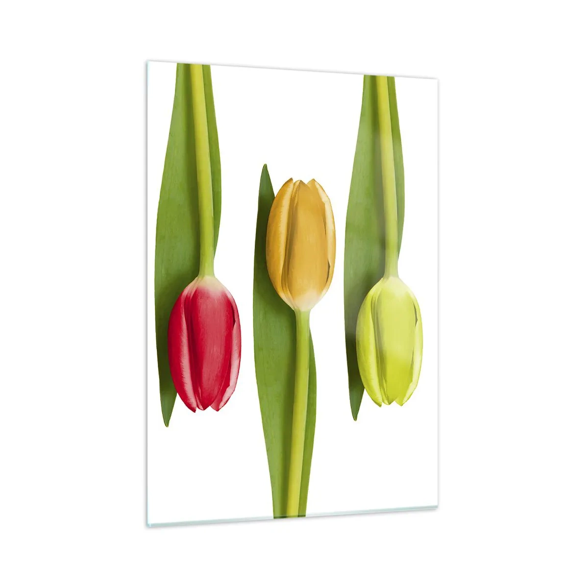 Glasbild - Bild auf glas - Bunte Tulpen auf weißem Hintergrund angeordnet - 50x70cm - Regenbogenkomposition - Moderne Wanddekoration für Wohnzimmer und Schlafzimmer ARTTOR