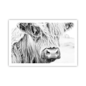 Poster - Schottische Wildheit - 91x61 cm