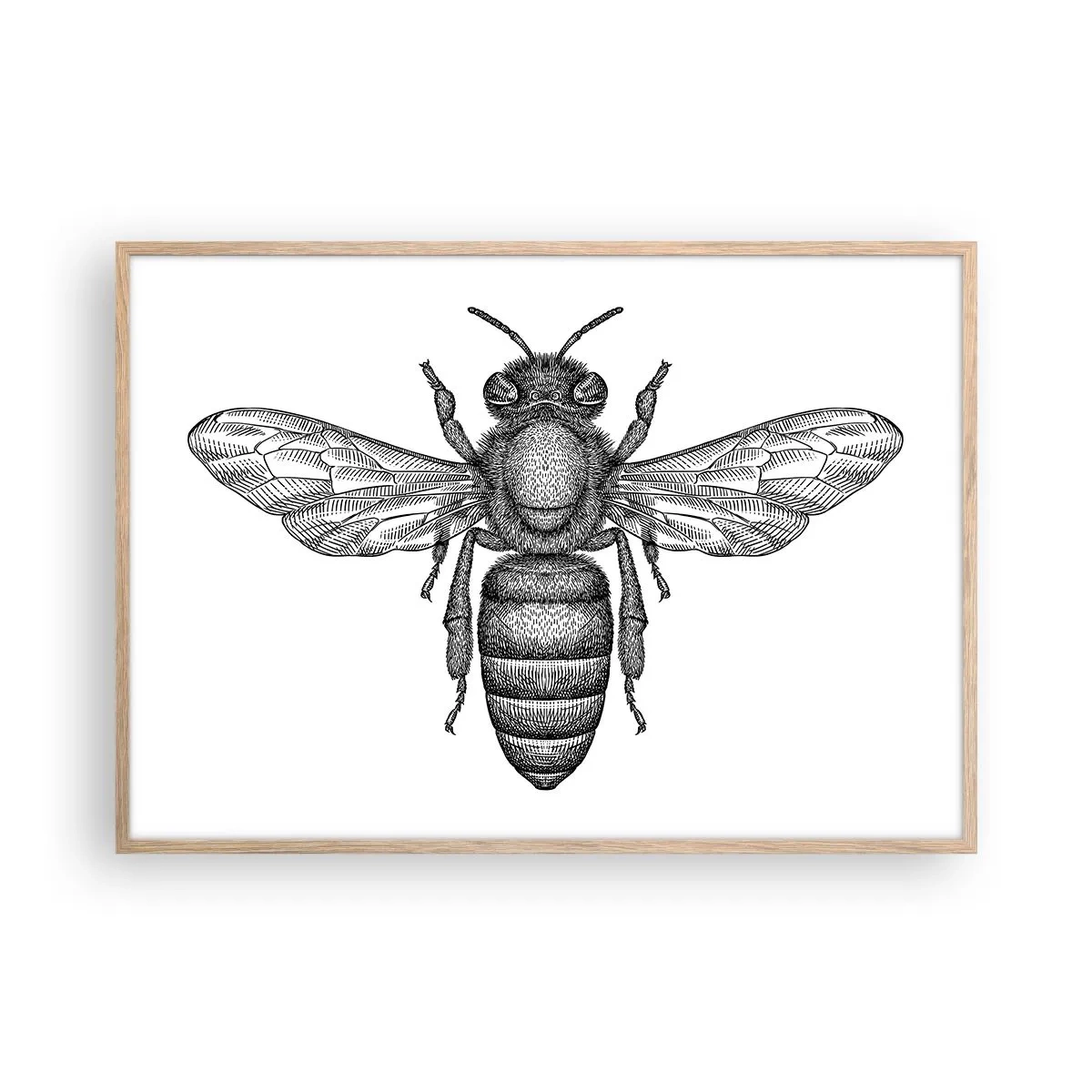 Poster in einem Rahmen aus heller Eiche - Insektenporträt - 100x70 cm