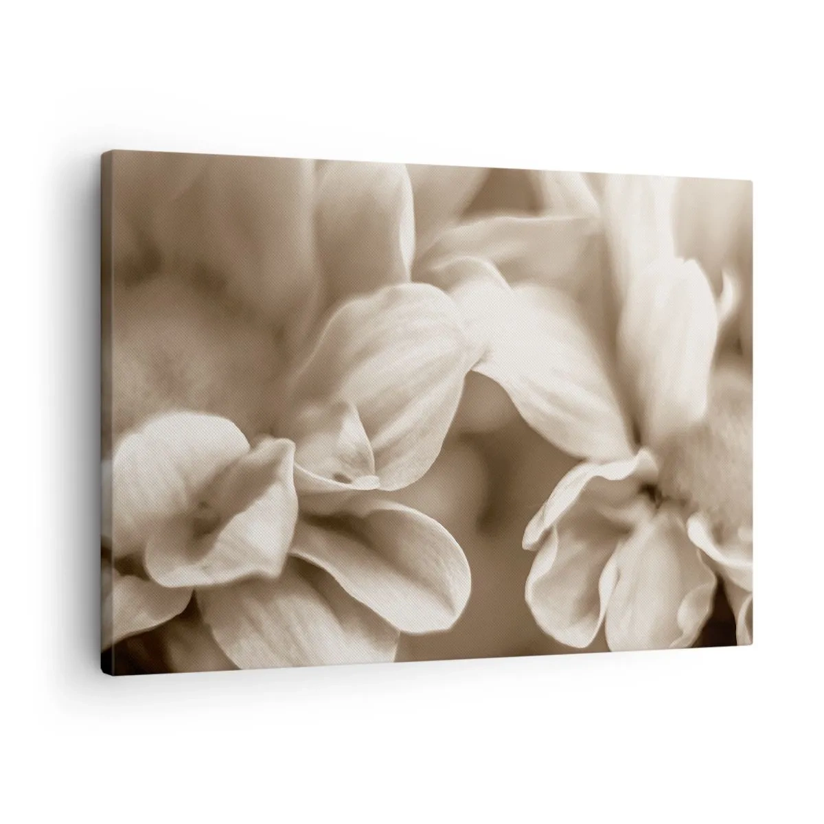 Bild auf Leinwand - Leinwandbild - Nahaufnahme von Blüten in zartem Sepia-Ton mit weichen Konturen - 70x50cm - So sanft wie ein Lächeln - Moderne Wanddekoration für Wohnzimmer und Schlafzimmer ARTTOR