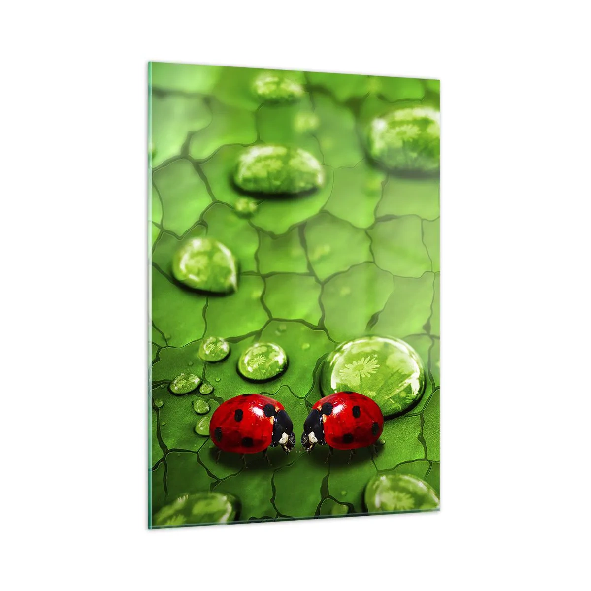 Glasbild - Bild auf glas - Zwei Marienkäfer auf einem grünen Blatt mit Wassertropfen - 50x70cm - Treffen im Grünen - Moderne Wanddekoration für Wohnzimmer und Schlafzimmer ARTTOR