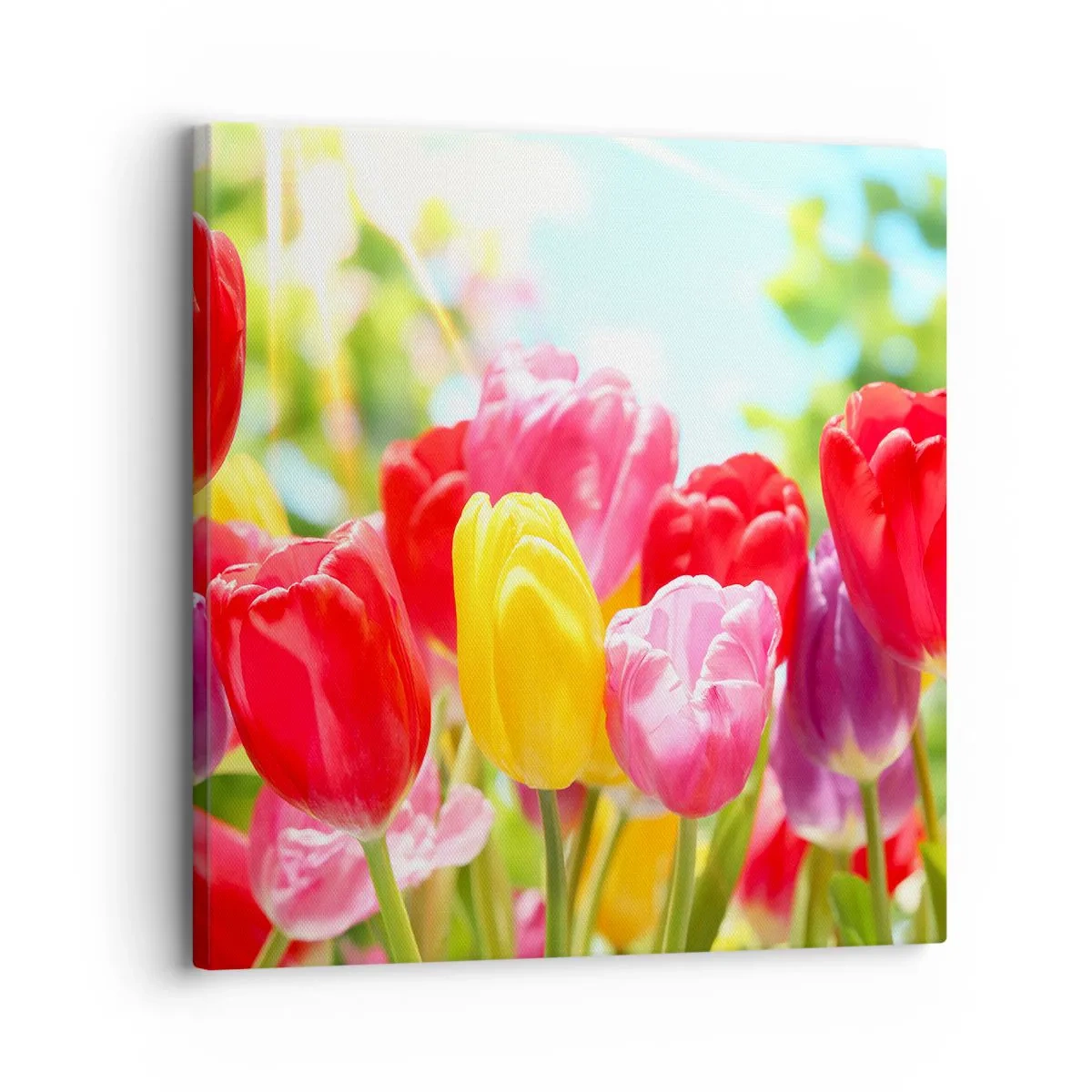 Bild auf Leinwand - Leinwandbild - Wir sind es, die Farben des Mais! - 30x30 cm