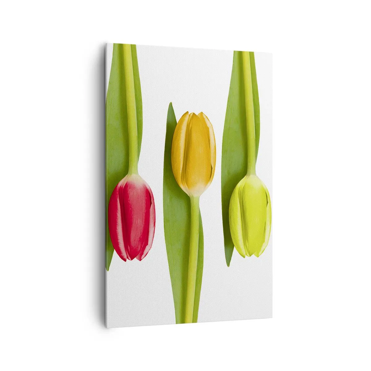 Bild auf Leinwand - Leinwandbild - Bunte Tulpen in einer Reihe auf weißem Hintergrund angeordnet - 80x120cm - Regenbogenkomposition - Moderne Wanddekoration für Wohnzimmer und Schlafzimmer ARTTOR