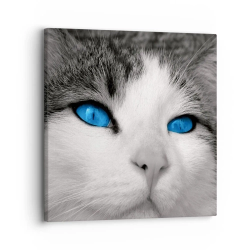 Bild auf Leinwand - Leinwandbild - Ungewöhnlich blauäugig - 30x30 cm