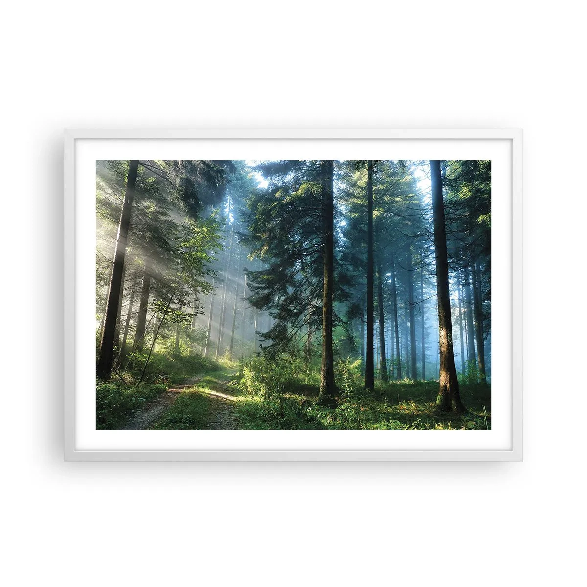 Poster in einem weißen Rahmen - Strahlend am Morgen - 70x50 cm