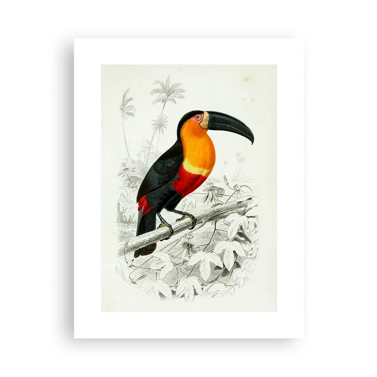 Poster - Vogelfarben - 30x40 cm