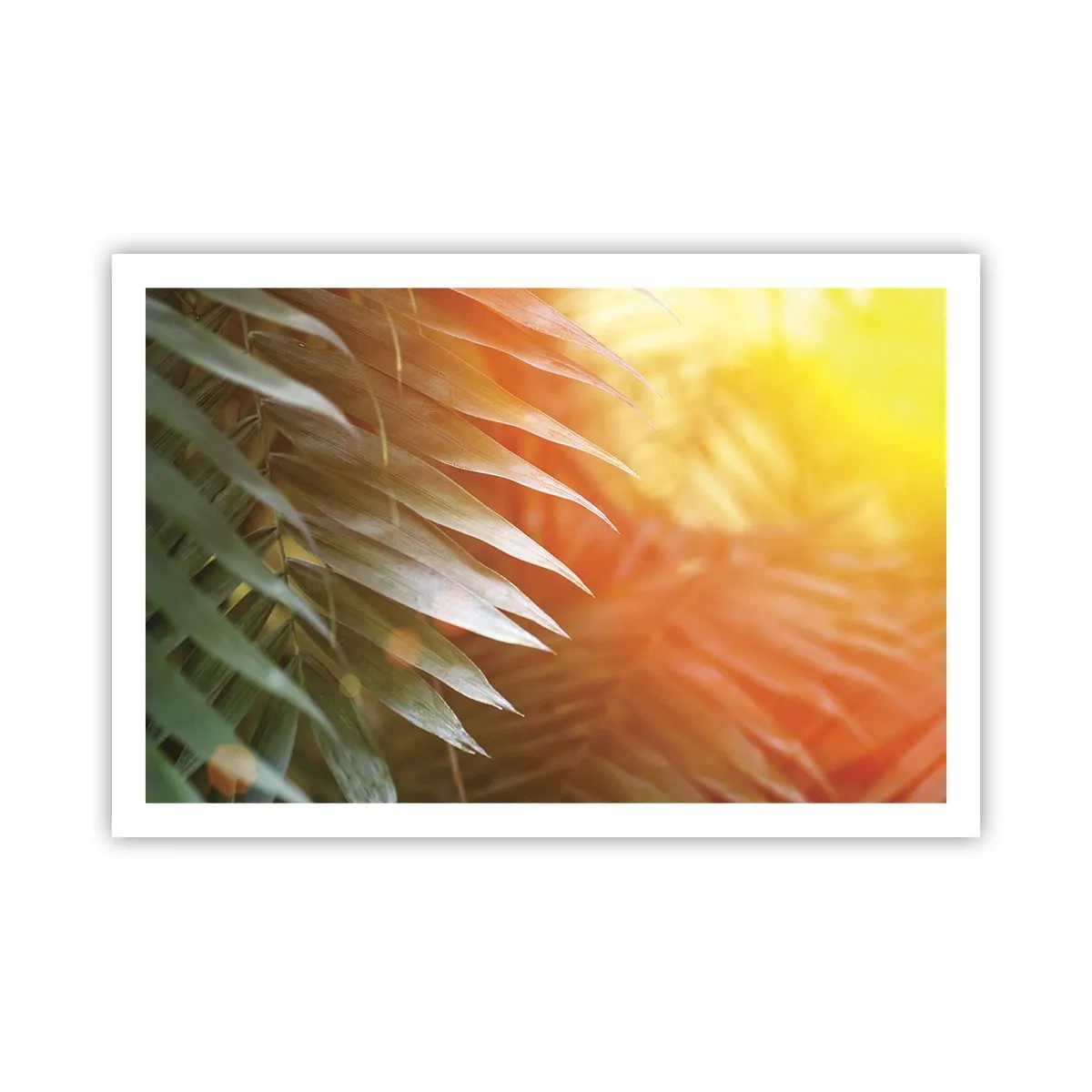 Poster - Morgen im Dschungel - 91x61 cm