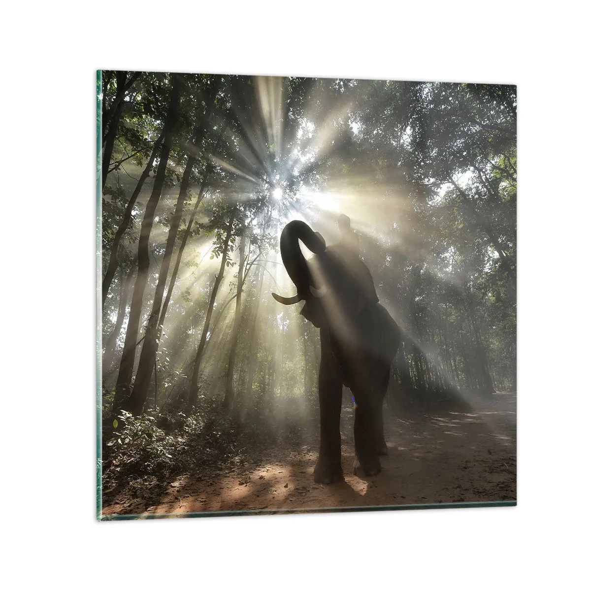 Glasbild - Bild auf glas - Unter dem Glücksstern - 60x60 cm