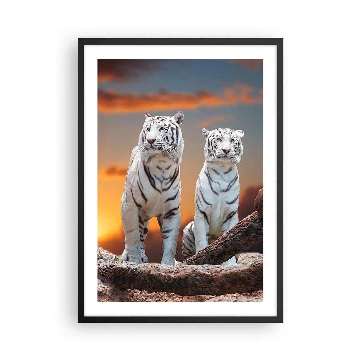 Poster in einem schwarzem Rahmen - Weiße Tiger vor der untergehenden Sonne - 50x70cm - Genau wie Narnia - Moderne Wanddekoration für Wohnzimmer und Schlafzimmer ARTTOR