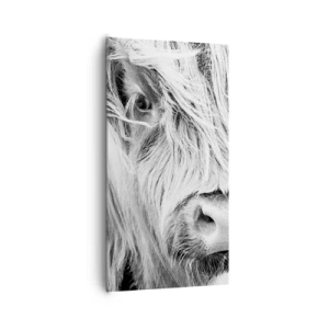 Bild auf Leinwand - Leinwandbild - Schottische Wildheit - 65x120 cm