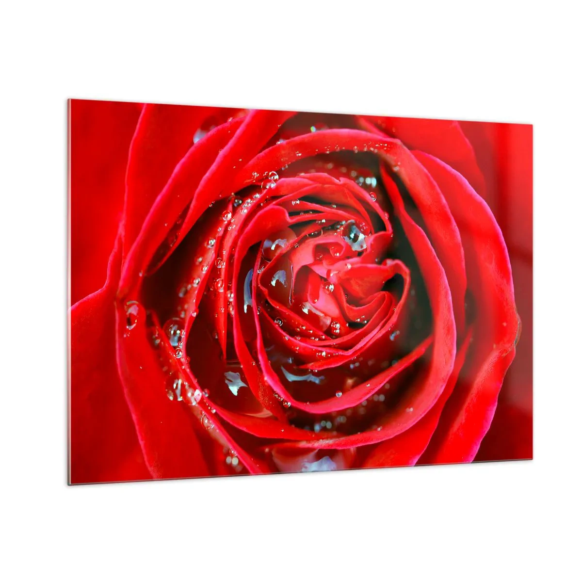 Glasbild - Bild auf glas - Nahaufnahme einer roten Rose mit Tautropfen - 100x70cm - In den Tautropfen - Moderne Wanddekoration für Wohnzimmer und Schlafzimmer ARTTOR