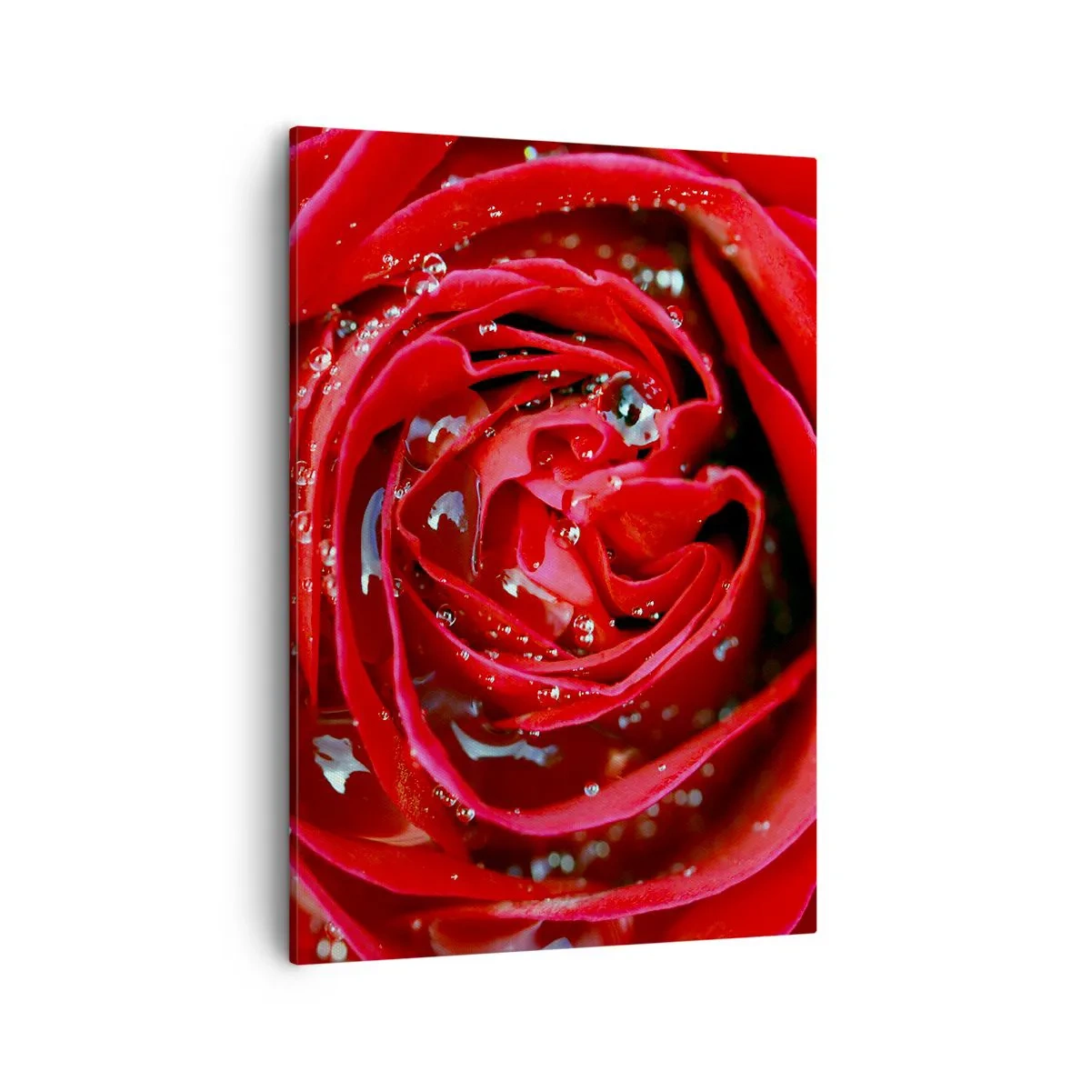 Bild auf Leinwand - Leinwandbild - Nahaufnahme einer roten Rose mit Wassertropfen auf den Blütenblättern - 50x70cm - In den Tautropfen - Moderne Wanddekoration für Wohnzimmer und Schlafzimmer ARTTOR