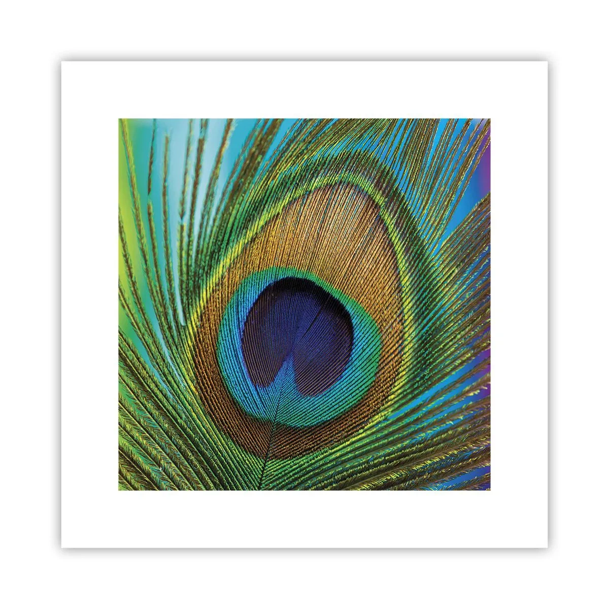 Poster - Auge in Auge - 30x30 cm