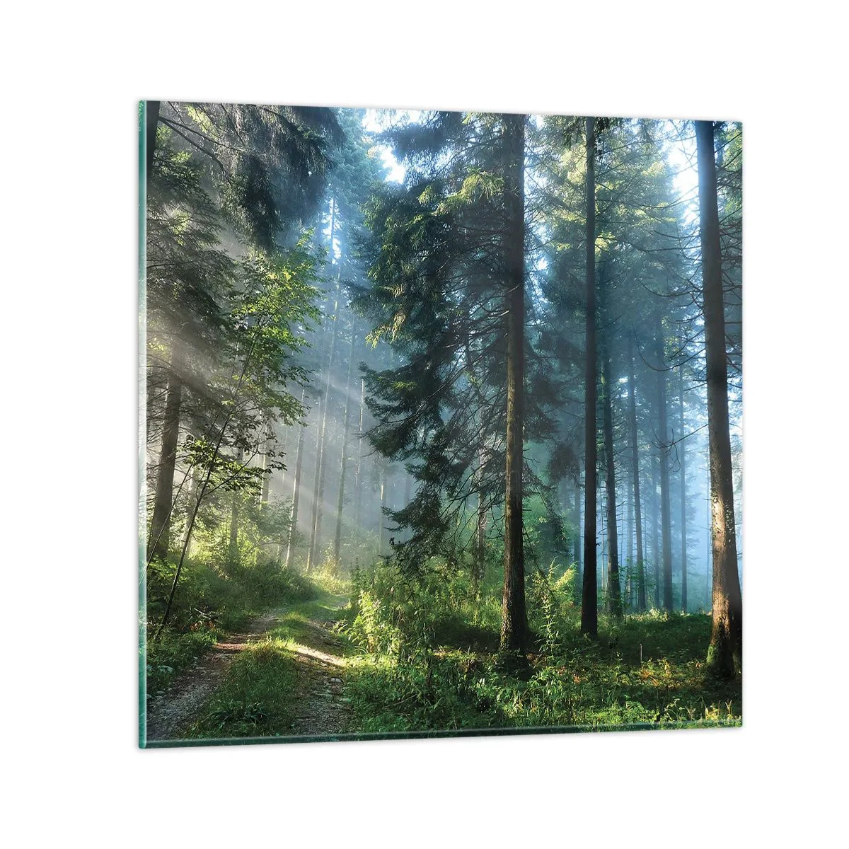 Glasbild - Bild auf glas - Strahlend am Morgen - 30x30 cm