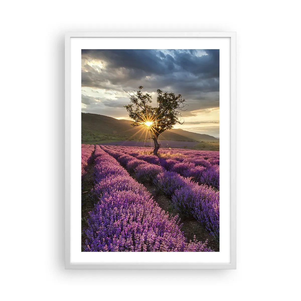 Poster in einem weißen Rahmen - Fliederfarbenes Aroma - 50x70 cm