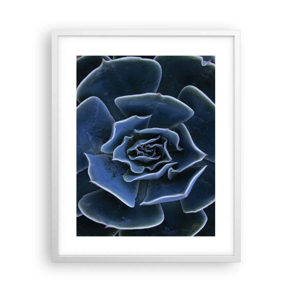 Poster in einem weißen Rahmen - Wüstenblume - 40x50 cm