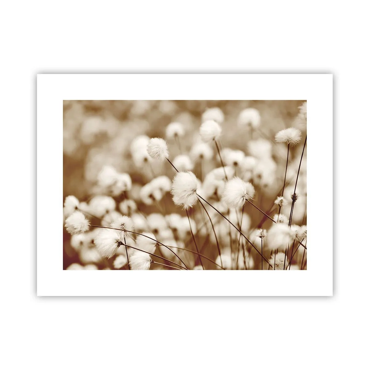 Poster - Flauschiges Kornfeld - 40x30 cm