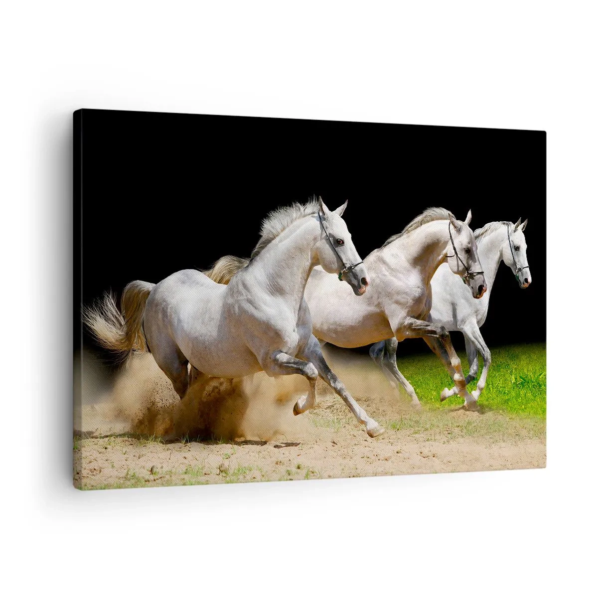 Bild auf Leinwand - Leinwandbild - Drei weiße Pferde galoppieren über Sand und Gras - 70x50cm - Drei Grazien - Moderne Wanddekoration für Wohnzimmer und Schlafzimmer ARTTOR