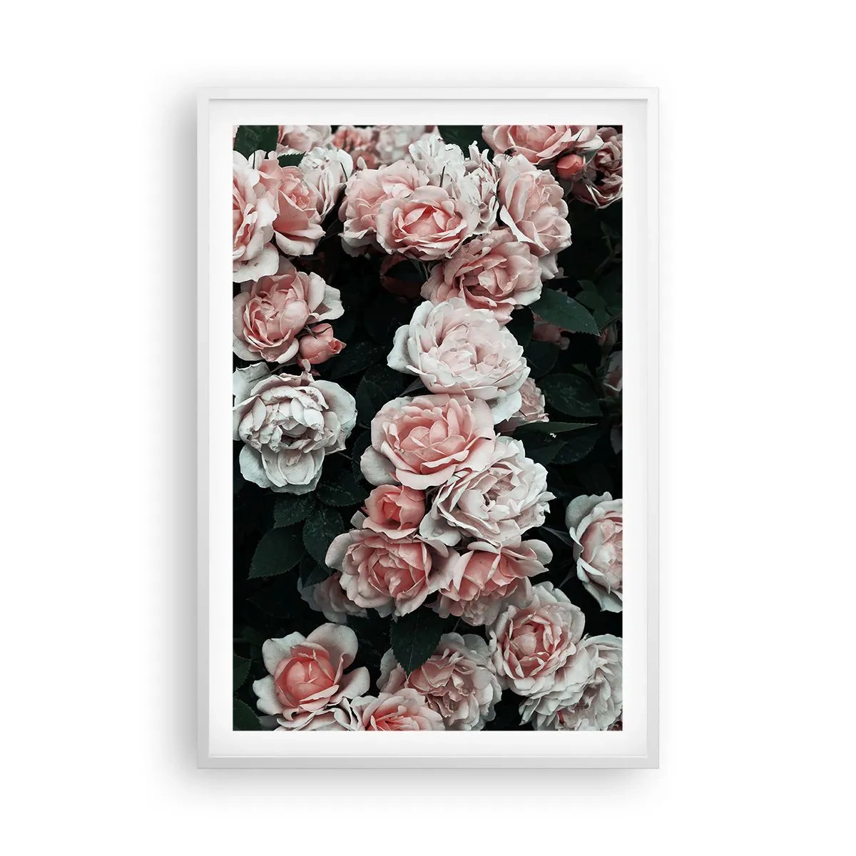 Poster in einem weißen Rahmen - Rosen-Ensemble - 61x91 cm