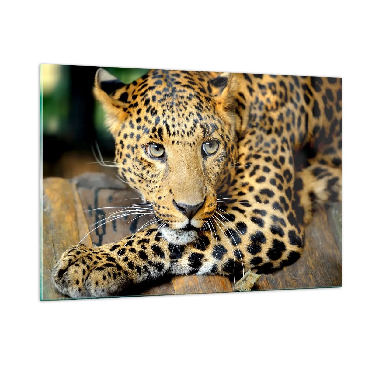 Glasbild - Bild auf glas - Leopard ruht auf einer Holzoberfläche - 120x80cm - Keine Angst, komm mal her - Moderne Wanddekoration für Wohnzimmer und Schlafzimmer ARTTOR