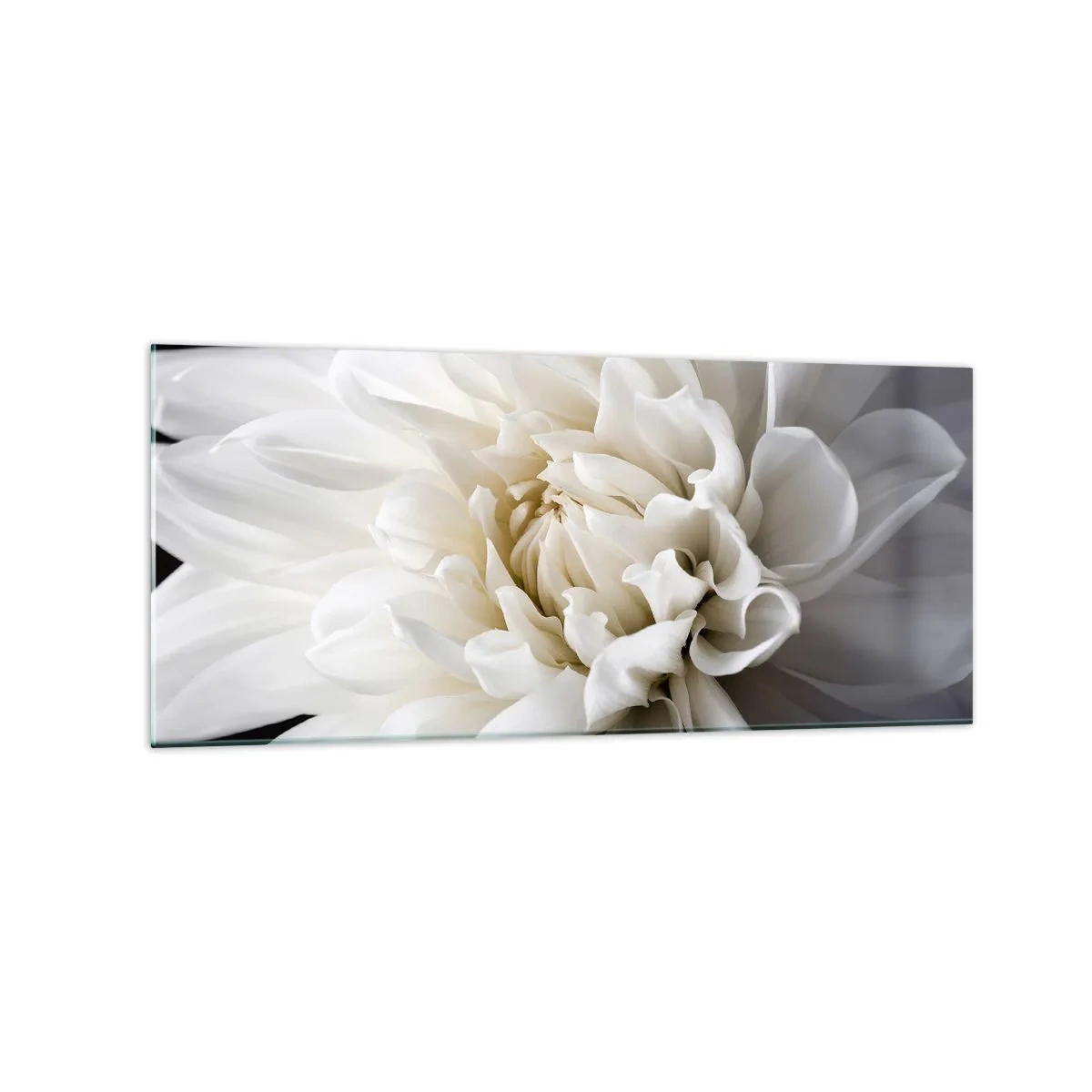 Glasbild - Bild auf glas - Eine zarte weiße Blume auf schwarzem Hintergrund in einer eleganten Komposition - 120x50cm - Der Morgen der Braut - Moderne Wanddekoration für Wohnzimmer und Schlafzimmer ARTTOR