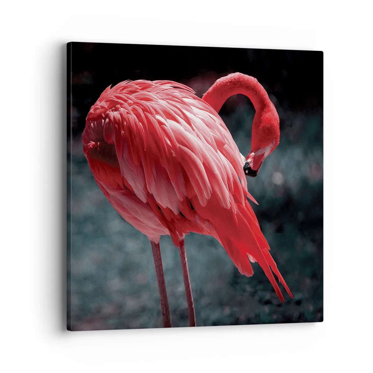 Bild auf Leinwand - Leinwandbild - Ein purpurrotes Gedicht der Natur - 40x40 cm