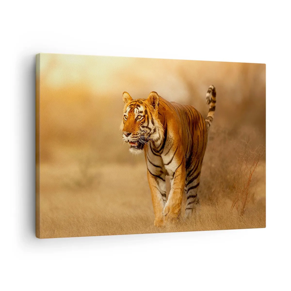 Bild auf Leinwand - Leinwandbild - Ein Tiger, der in warmen Farben durch die Savanne läuft - 70x50cm - Vor dem Angriff - Moderne Wanddekoration für Wohnzimmer und Schlafzimmer ARTTOR