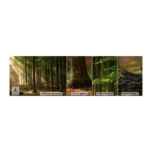 Fototapetenmuster Standard Eco - Strahlend an einem Frühlingsmorgen - Landschaft, Wald, Park - 100x30 cm