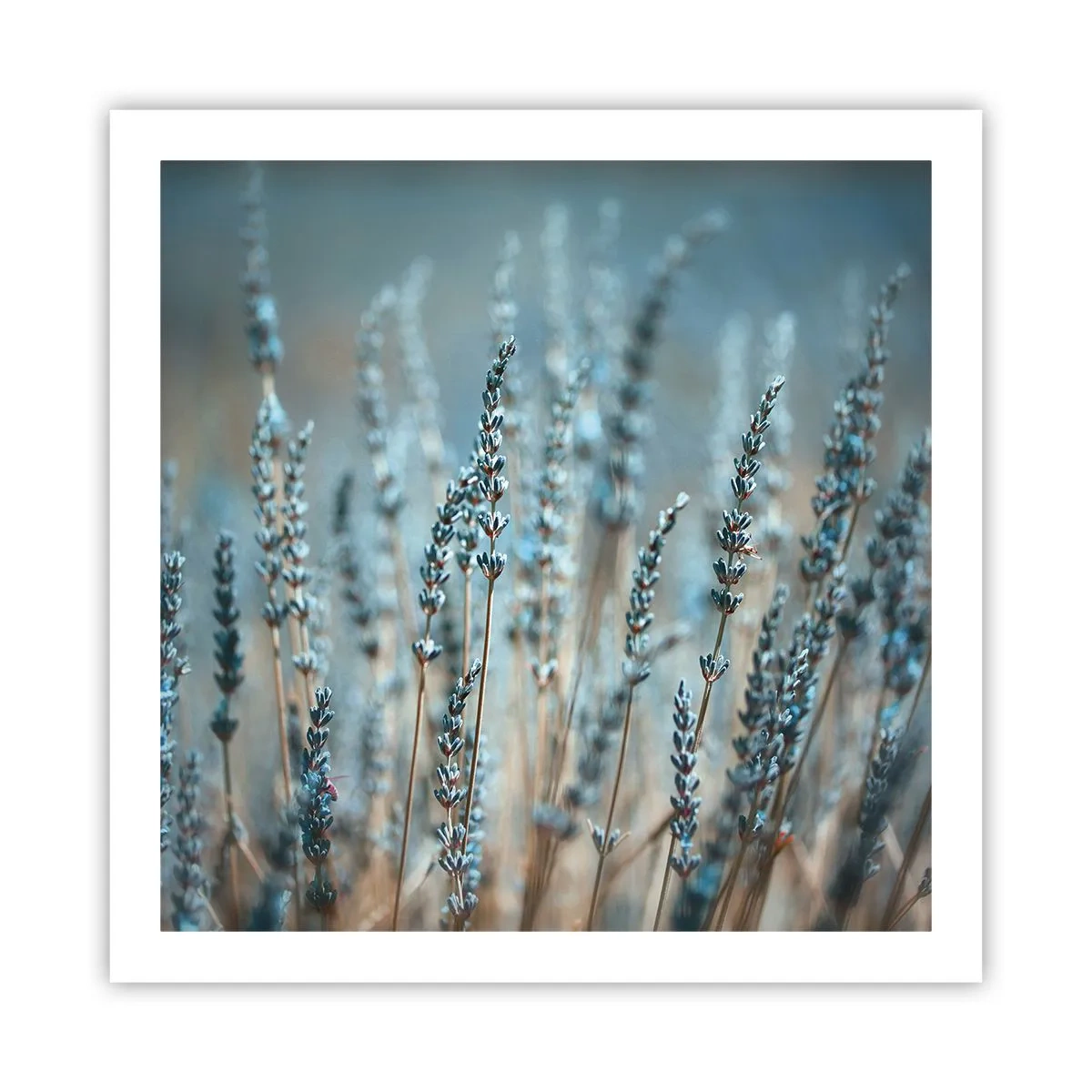 Poster - Duftendes Kornfeld - 60x60 cm