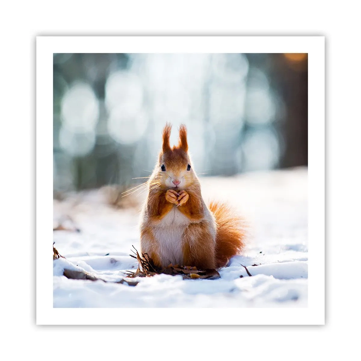 Poster - Wo schaust du hin? - 60x60 cm