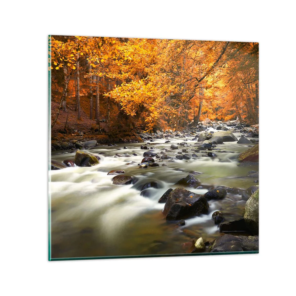 Glasbild - Bild auf glas - Ein Bach in einem goldenen Wald - 40x40 cm