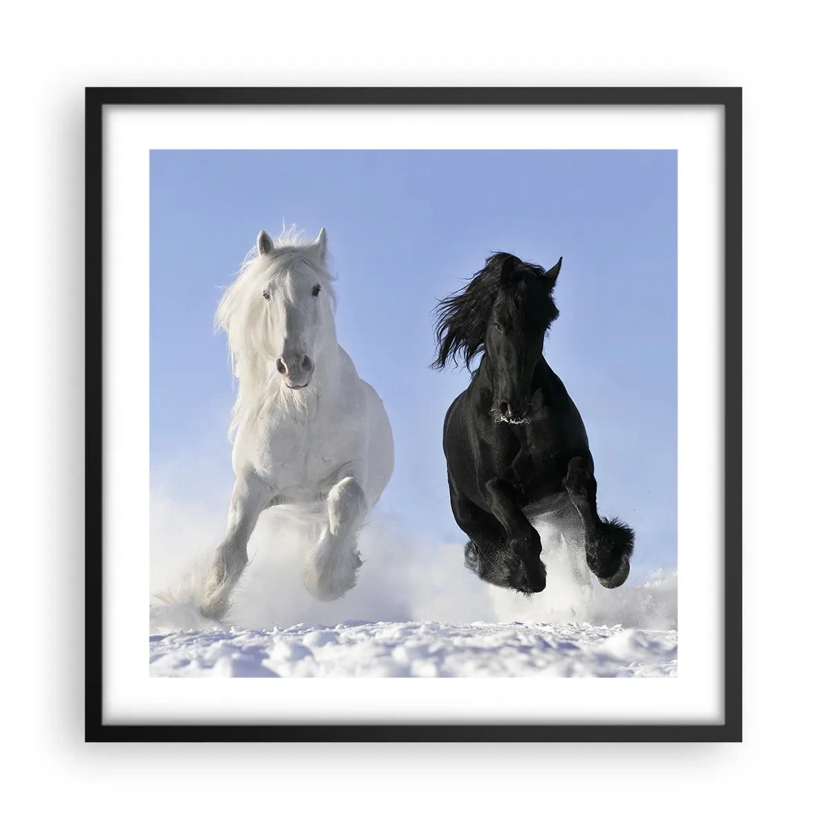 Poster in einem schwarzem Rahmen - Schwarz-Weiß-Galopp - 50x50 cm