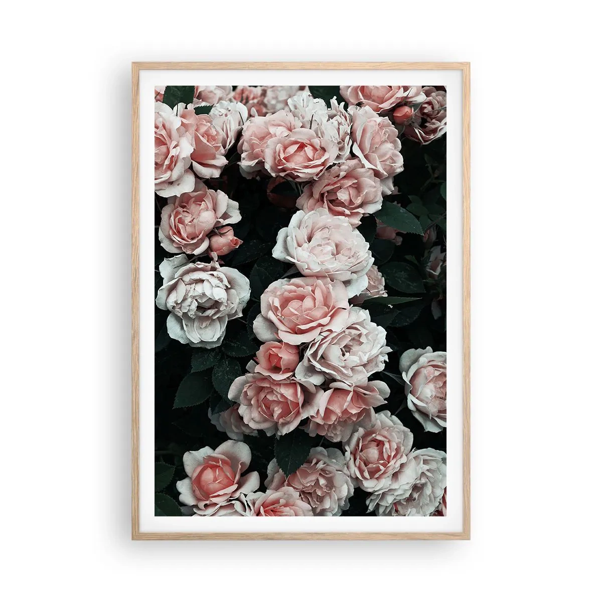 Poster in einem Rahmen aus heller Eiche - Rosen-Ensemble - 70x100 cm