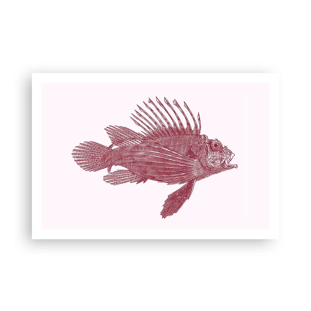 Poster - Bewohner exotischer Gewässer - 91x61 cm