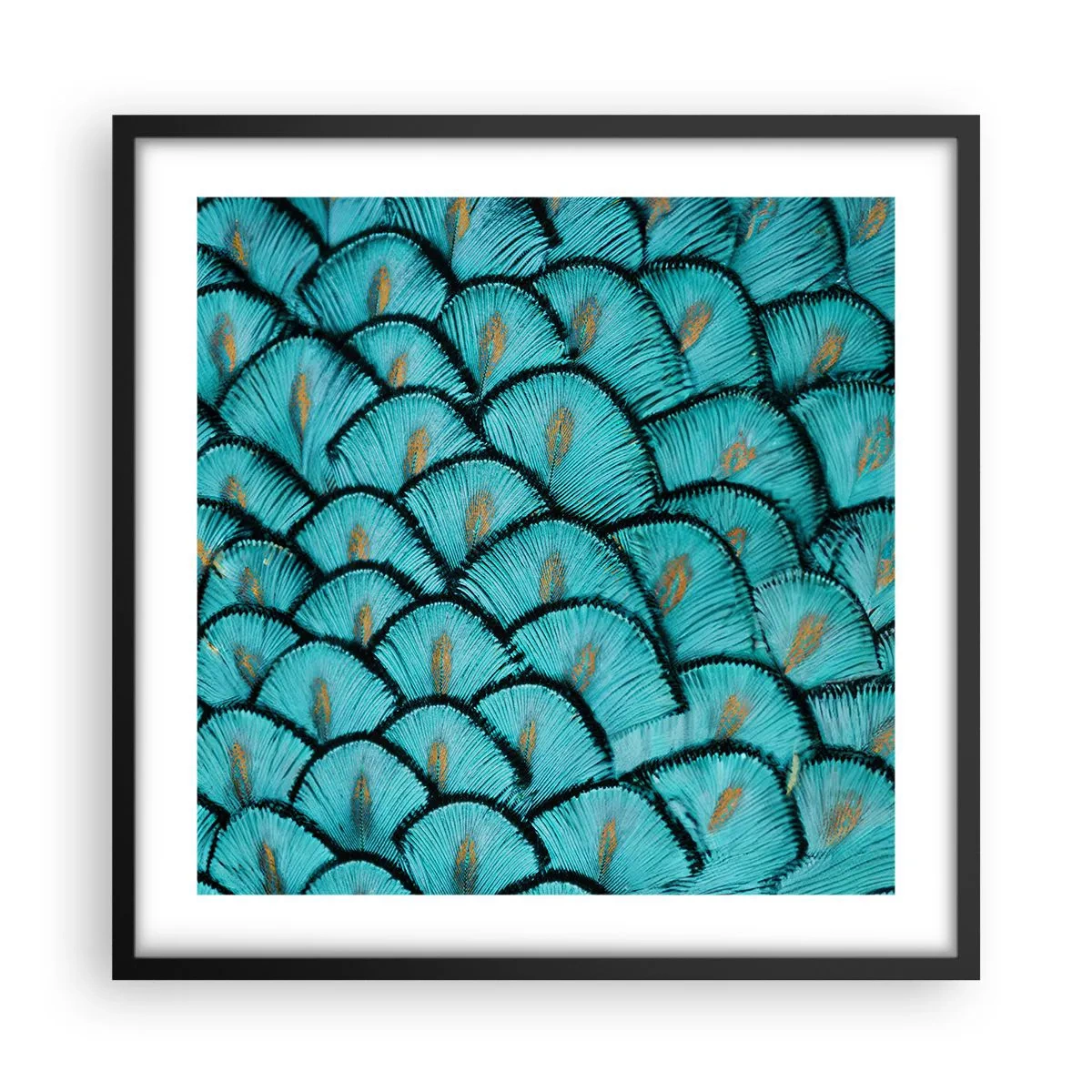 Poster in einem schwarzem Rahmen - Große Federgala - 50x50 cm