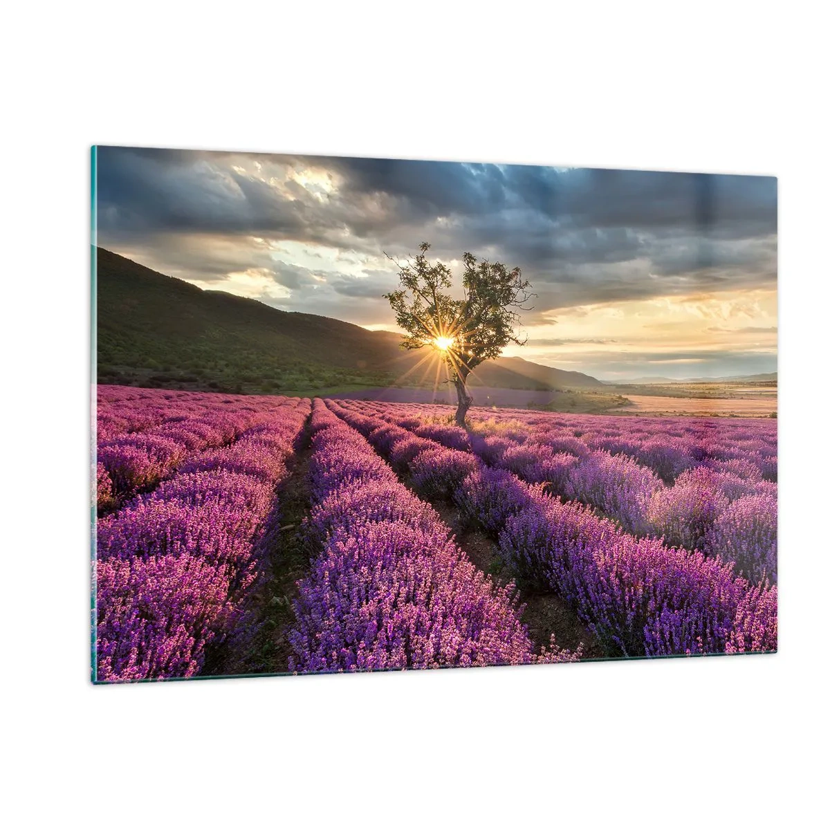Glasbild - Bild auf glas - Ein Lavendelfeld mit einem einsamen Baum in den Strahlen der untergehenden Sonne - 120x80cm - Fliederfarbenes Aroma - Moderne Wanddekoration für Wohnzimmer und Schlafzimmer ARTTOR