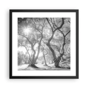 Poster in einem schwarzem Rahmen - Im Olivenhain - 40x40 cm
