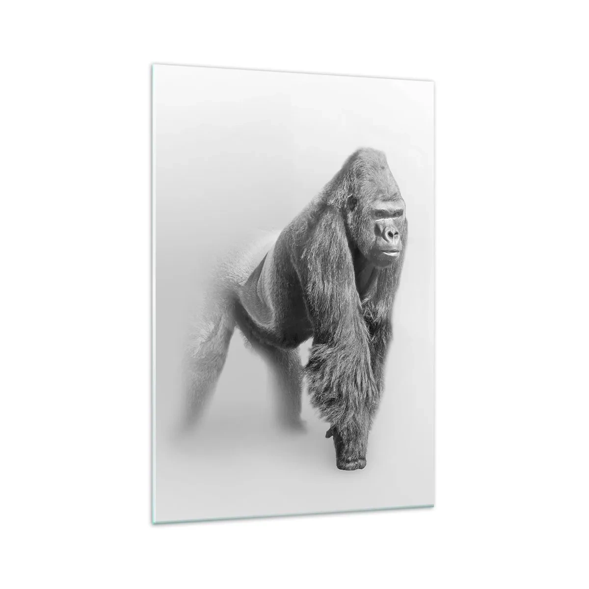 Glasbild - Bild auf glas - Gorilla in monochromen Tönen auf weißem Hintergrund - 70x100cm - Zuversichtlich in seiner Stärke - Moderne Wanddekoration für Wohnzimmer und Schlafzimmer ARTTOR