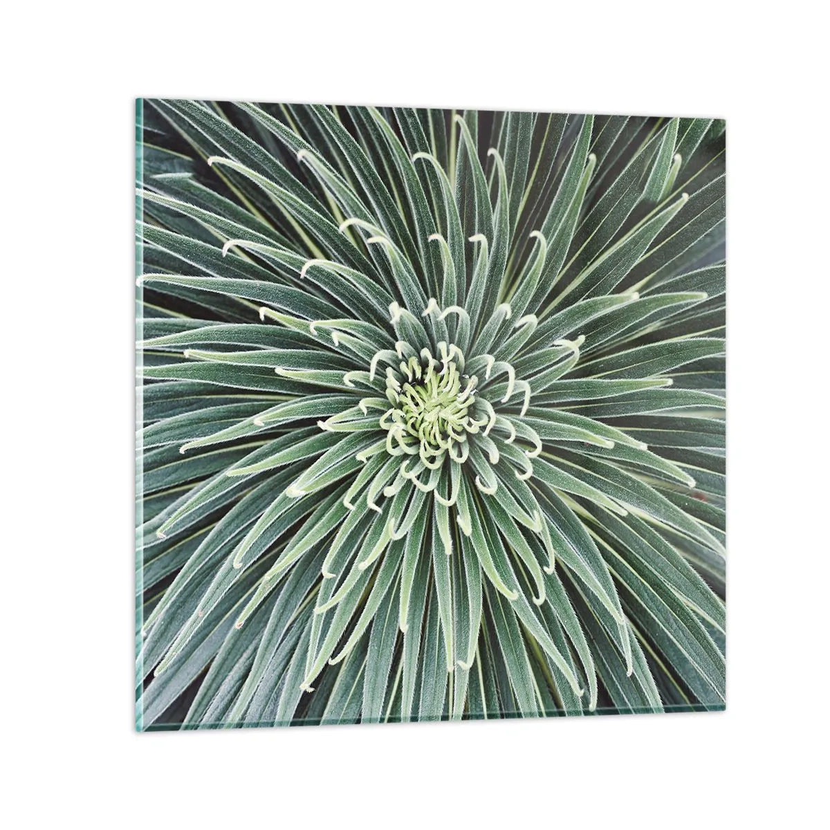 Glasbild - Bild auf glas - Ein Star ist geboren - 40x40 cm