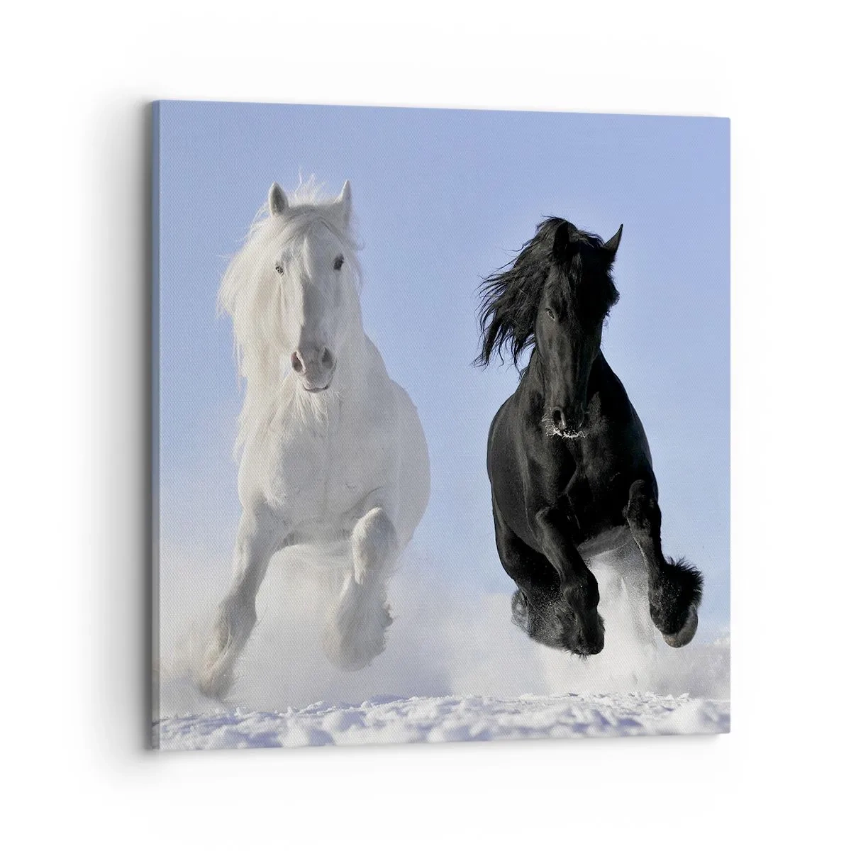 Bild auf Leinwand - Leinwandbild - Schwarz-Weiß-Galopp - 70x70 cm