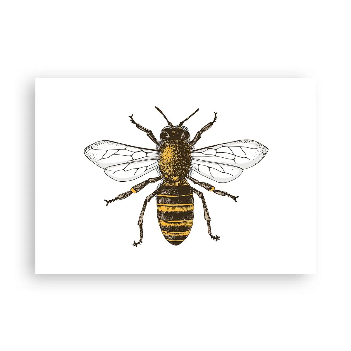 Poster - Detaillierte Darstellung einer Biene auf weißem Hintergrund - 100x70cm - Schön und gut - Moderne Wanddekoration für Wohnzimmer und Schlafzimmer ARTTOR