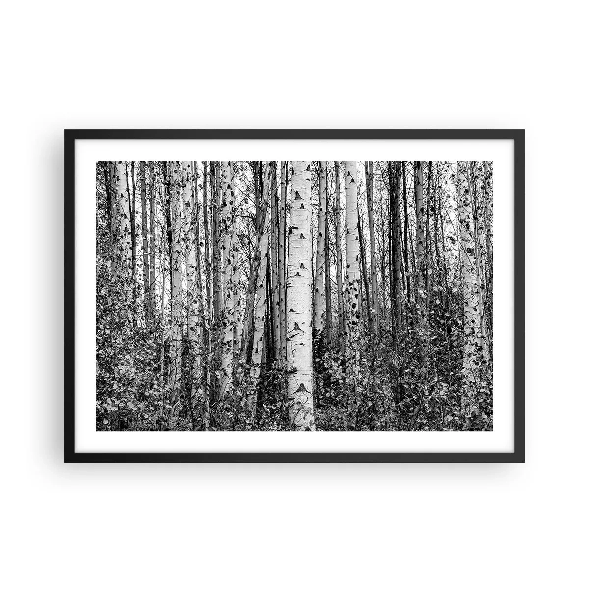 Poster in einem schwarzem Rahmen - Schwarz-weiße Birken im Wald - 70x50cm - Birkenkolonnade - Moderne Wanddekoration für Wohnzimmer und Schlafzimmer ARTTOR