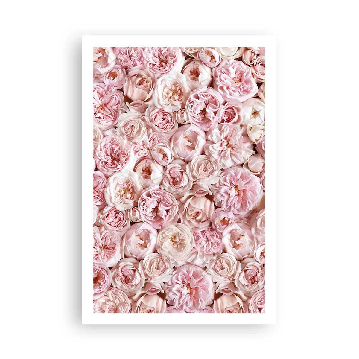Poster - Auf Rosen gebettet - 61x91 cm