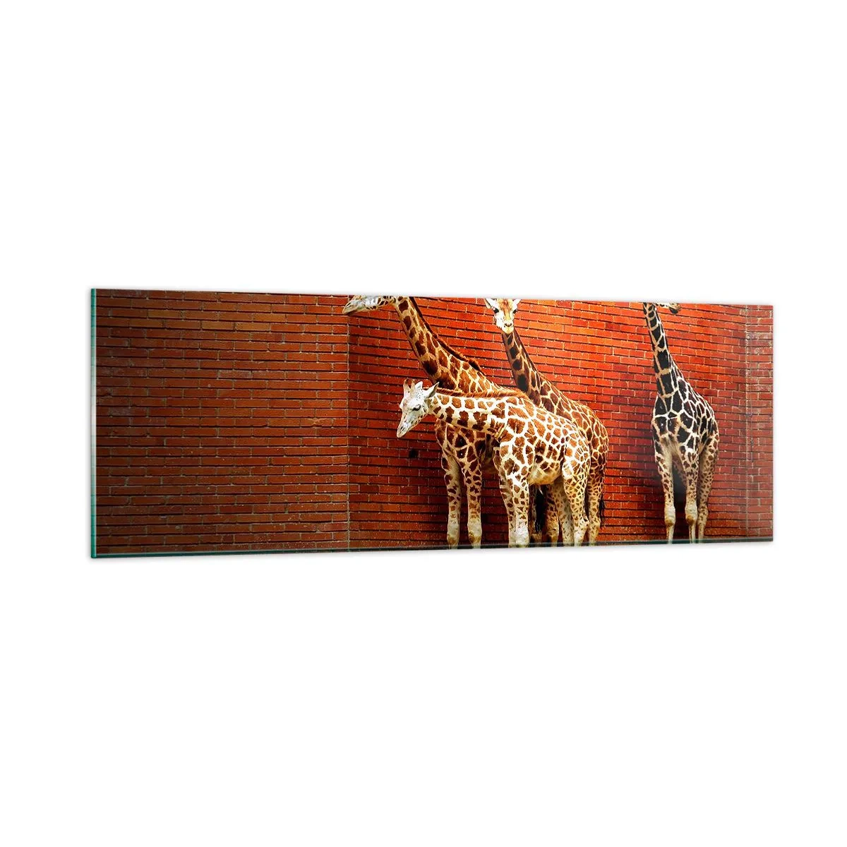 Glasbild - Bild auf glas - Sehen Sie Akazien? - 90x30 cm