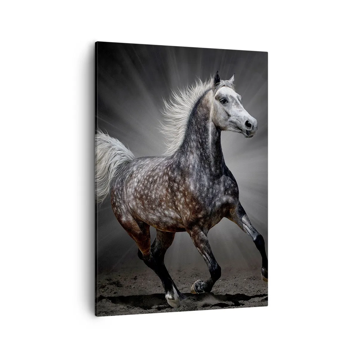 Bild auf Leinwand - Leinwandbild - Ein weißes Pferd galoppiert vor einem dunklen Hintergrund - 50x70cm - Grau ist schön - Moderne Wanddekoration für Wohnzimmer und Schlafzimmer ARTTOR