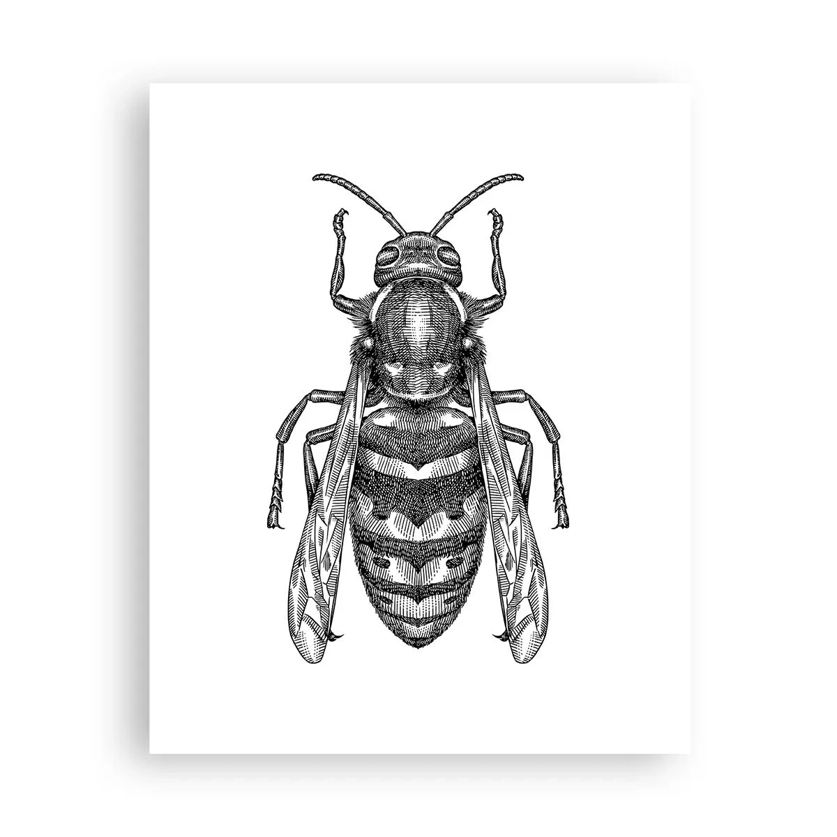 Poster - Von einem Insektenplaneten - 40x50 cm
