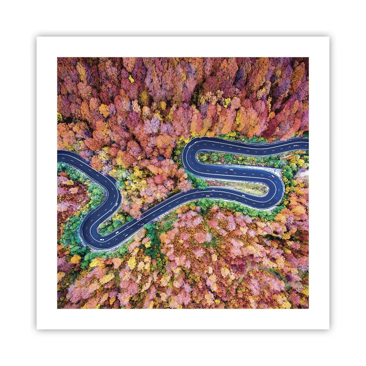 Poster - Kurvenreicher Weg durch den Wald - 50x50 cm