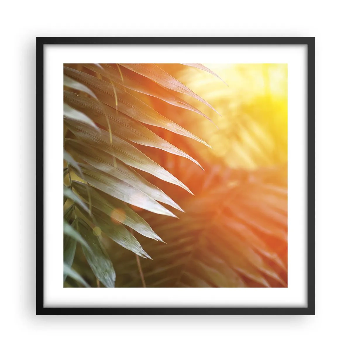 Poster in einem schwarzem Rahmen - Morgen im Dschungel - 50x50 cm