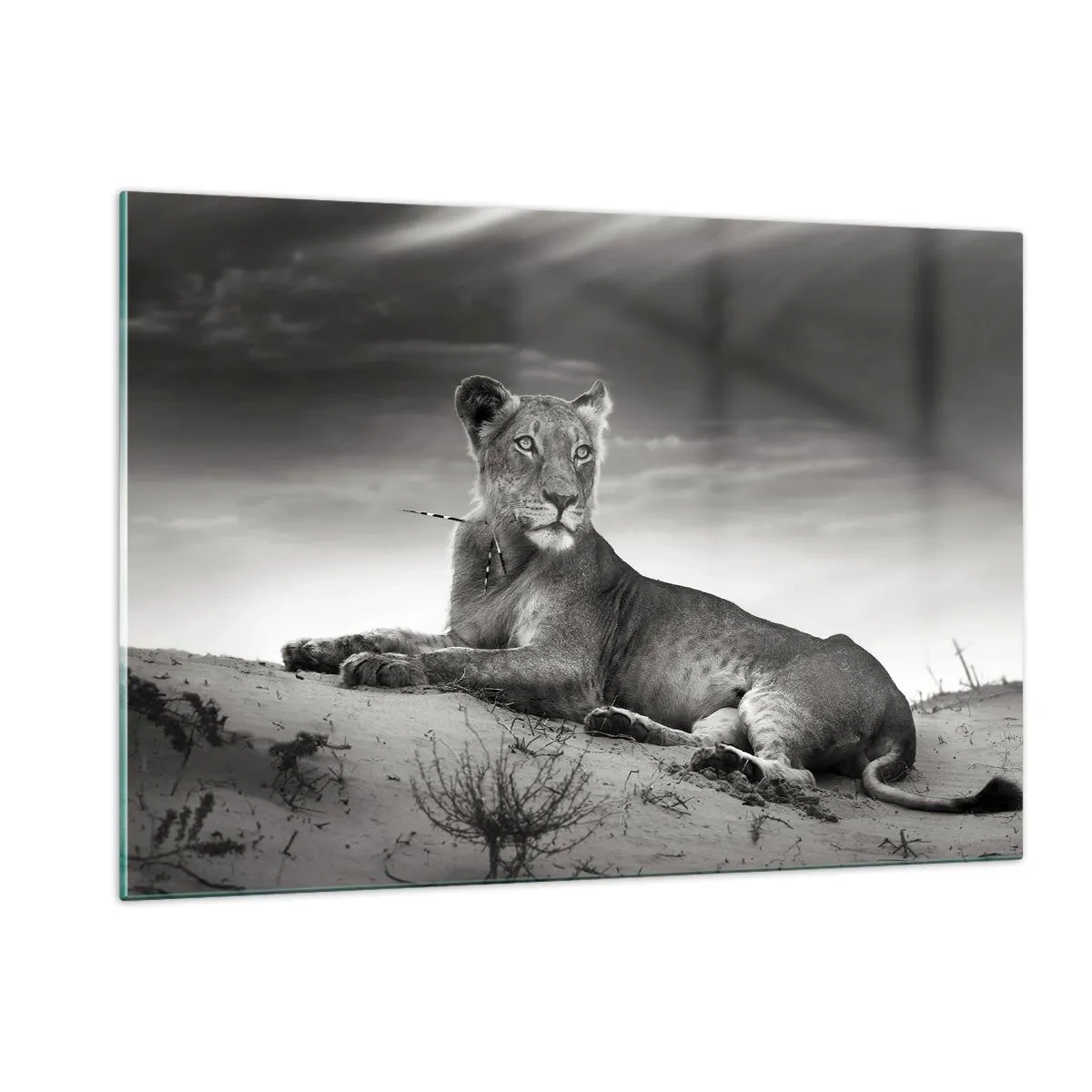 Glasbild - Bild auf glas - In einem schwarz-weißen Rahmen in der Wüste liegen gelassen - 120x80cm - Die Königin der Wüstenruhe - Moderne Wanddekoration für Wohnzimmer und Schlafzimmer ARTTOR